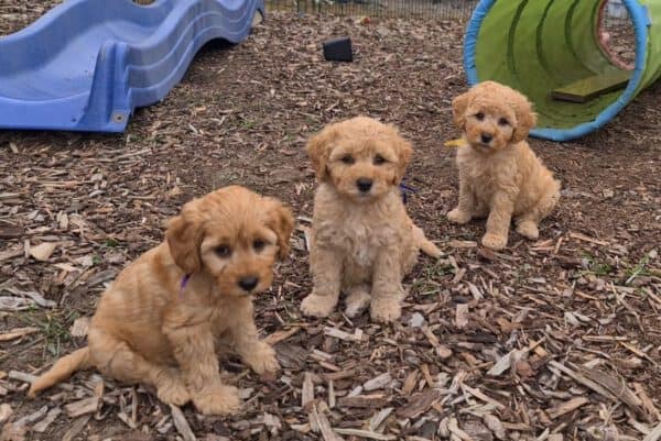 Wurferwartung zu Mitte April