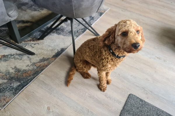 Mini-Goldendoodle Rüde sucht ein liebevolles Zuhause