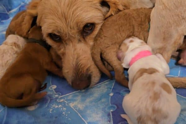Mini Goldendoodle F1b geboren am 04.07.25