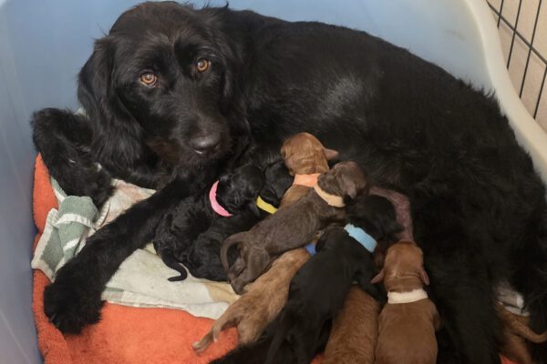 Mini-Labradoodle Welpen beim Säugen, Pflege und Aufzucht vom Meißetal