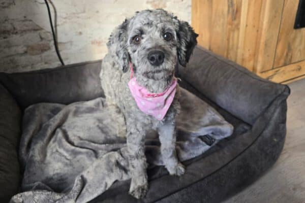 Mini Goldendoodle Hündin in merle