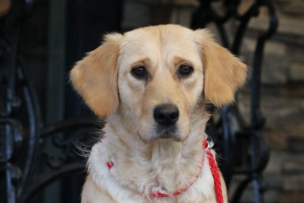 Golden Retriever-Hündin abzugeben