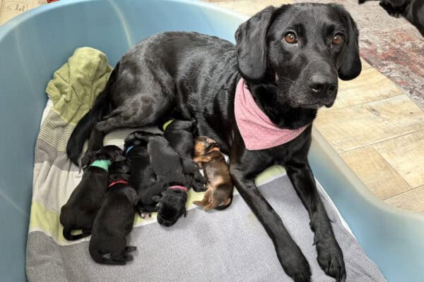 Labrador Welpen in Mediumgröße