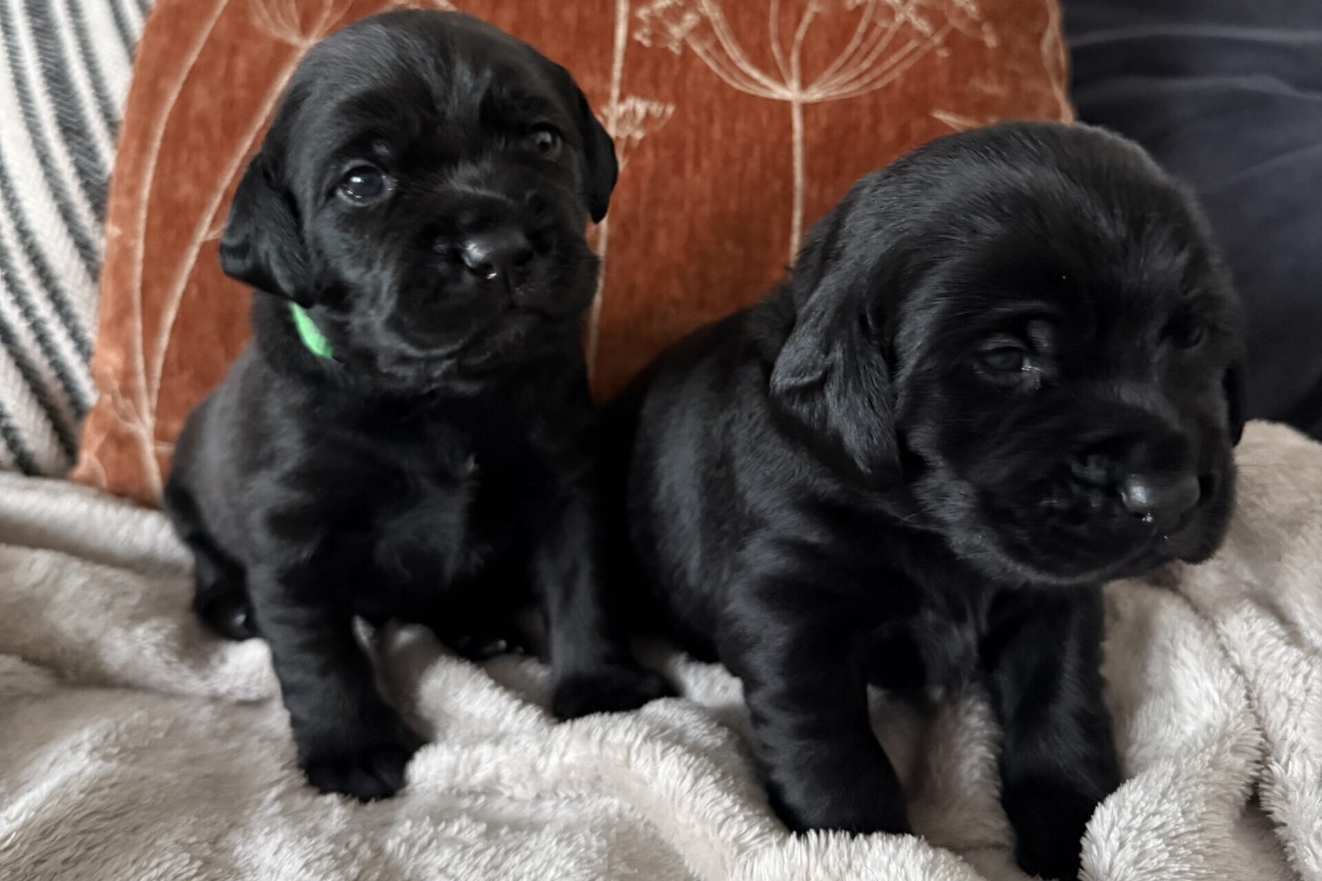 Labrador Welpen in Mediumgröße