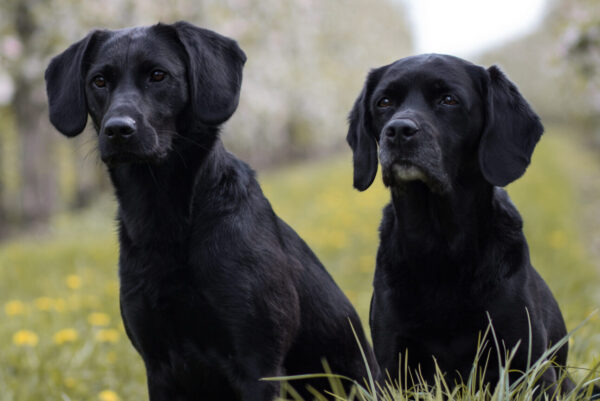Wurfankündigung: Welpen ab April abzugeben