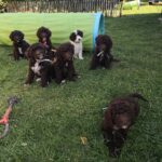 Mini Labradoodle Welpen spielen im Garten der Zucht vom Meißetal