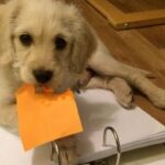 Welpe hält ein orangefarbenes Post-it in der Schnauze und sitzt auf einem geöffneten Ordner.