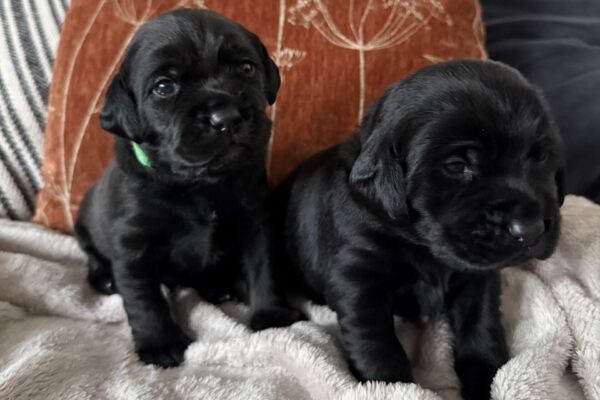 Labrador Welpen in Mediumgröße