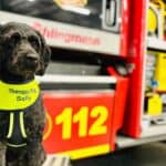 Labradoodle Therapiehund Sally vor einem Feuerwehrfahrzeug