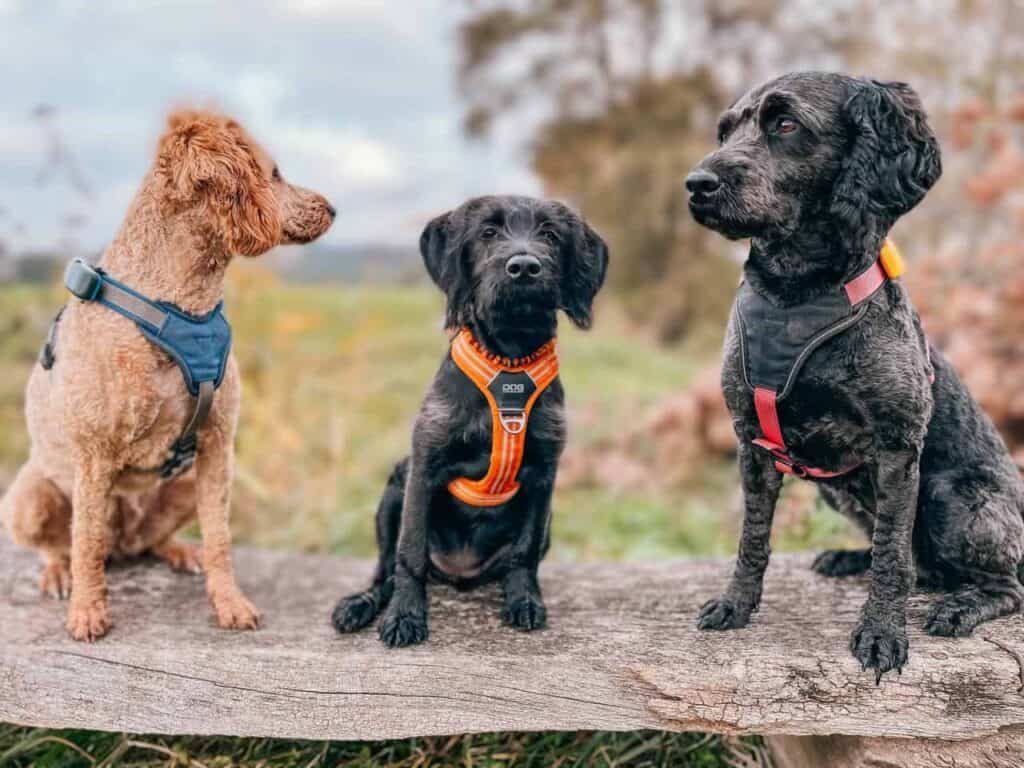 Drei Labradoodle Hunde aus der Zucht vom Meißetal sitzen nebeneinander im Freien