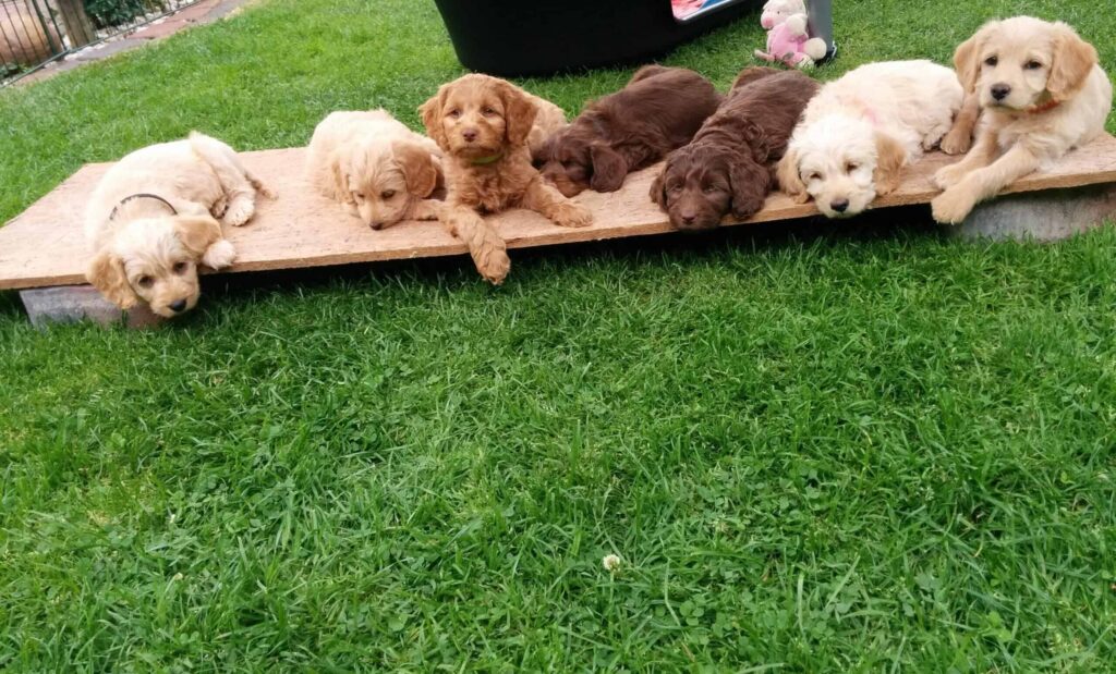 Mini Labradoodle Welpen liegen nebeneinander im Garten der Zucht vom Meißetal