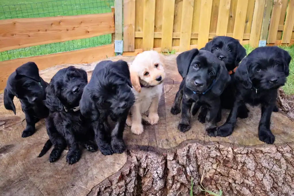 Wurferwartung: Ankündigung für Mini Goldendoodle Welpen