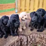 Wurferwartung: Ankündigung für Mini Goldendoodle Welpen