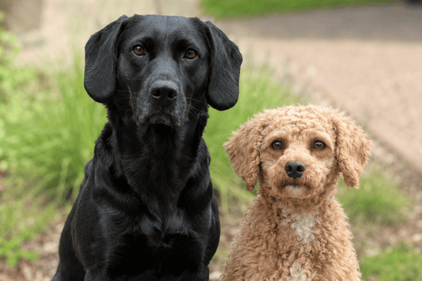 Labradoodle Welpen von Ella