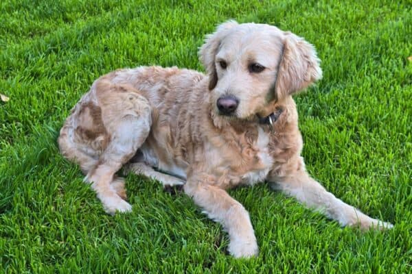 Goldendoodle-Hündin sucht liebevolles Zuhause