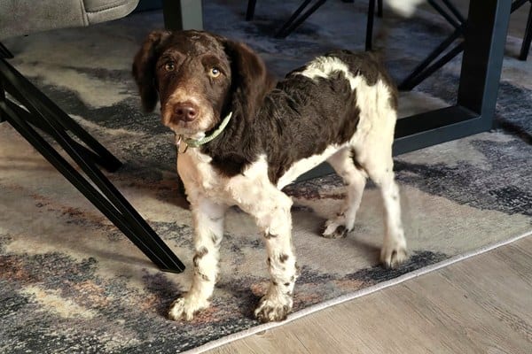Kaba – eine ganz besondere Goldendoodle-Hündin
