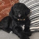 Schwarze Labradoodle Welpen-Hündin von Ella liegt auf dem Sofa