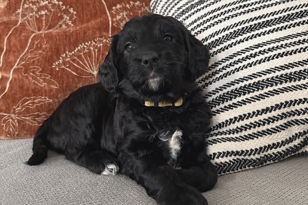 Labradoodle Welpen von Ella