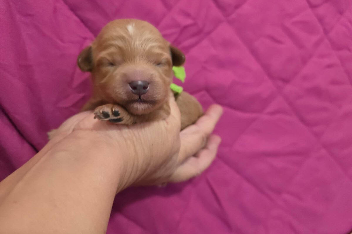 Mini Labradoodle Rüde Welpe in Apricot mit grünem Halsband auf einer Hand