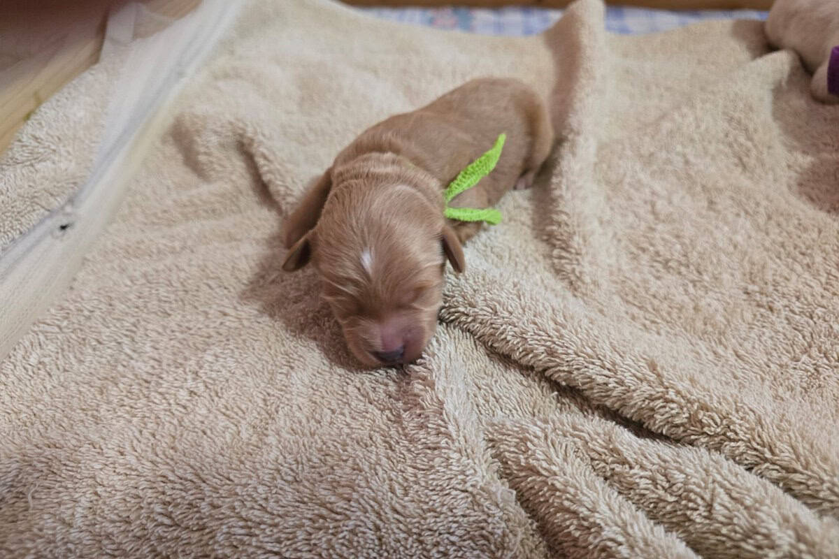 Mini Labradoodle Rüde Welpe schläft auf einem Handtuch in der Wurfkiste