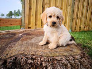 Apricotfarbener Mini-Labradoodle-Welpe sitzt auf einem großen Baumstumpf im Garten